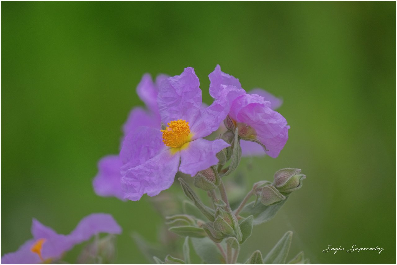 FLOR JARA ROSA.jpg FLOR JARA ROSA.jpg