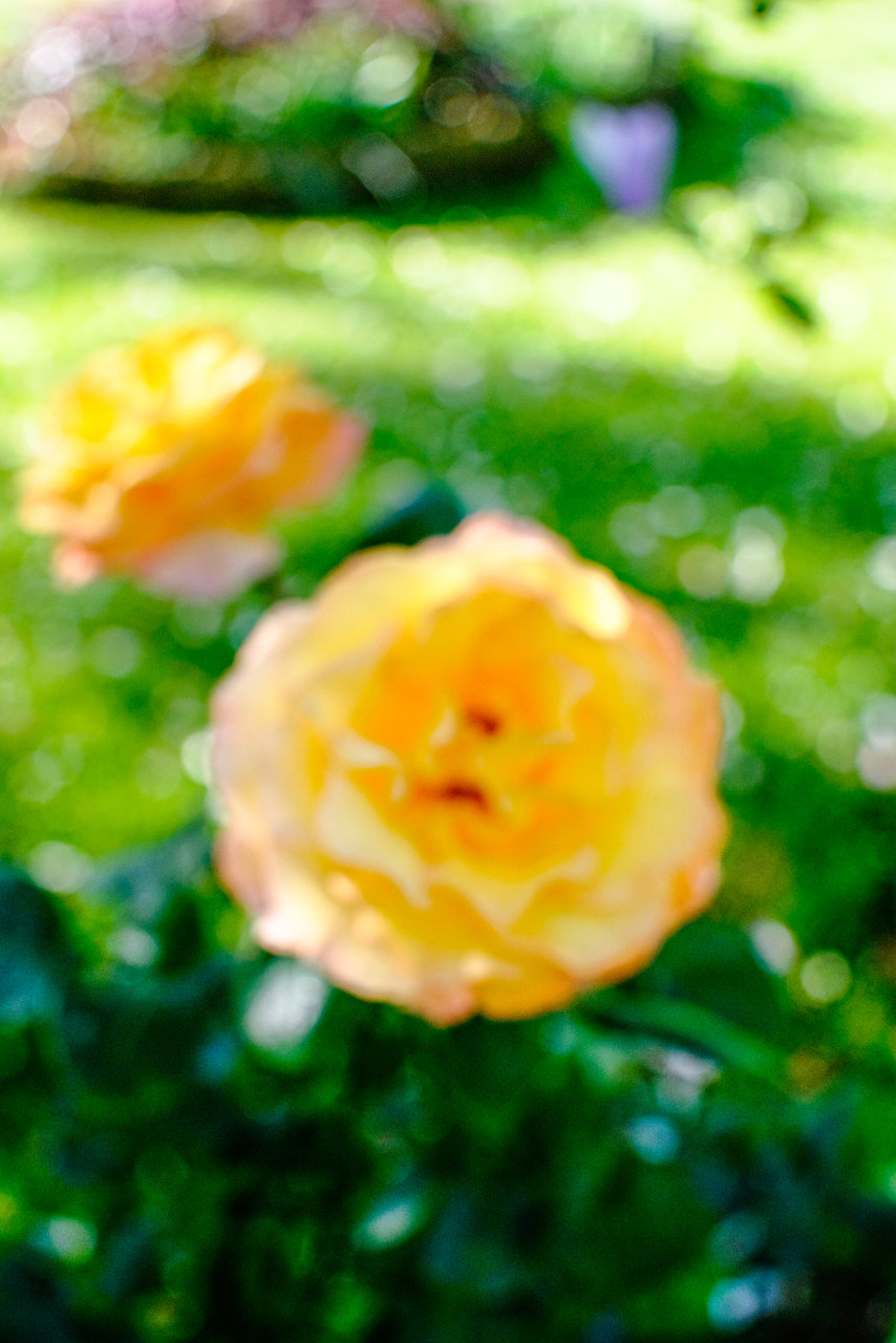 Flor Renoir-12958.jpg