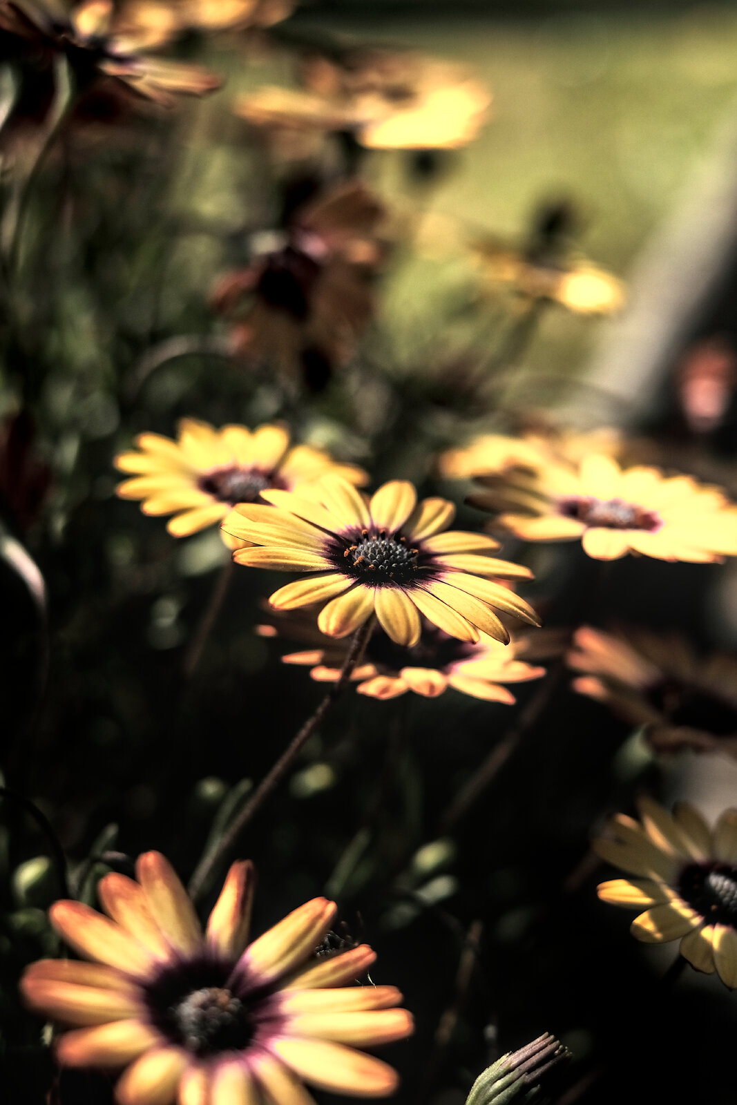 Flores_01.jpg