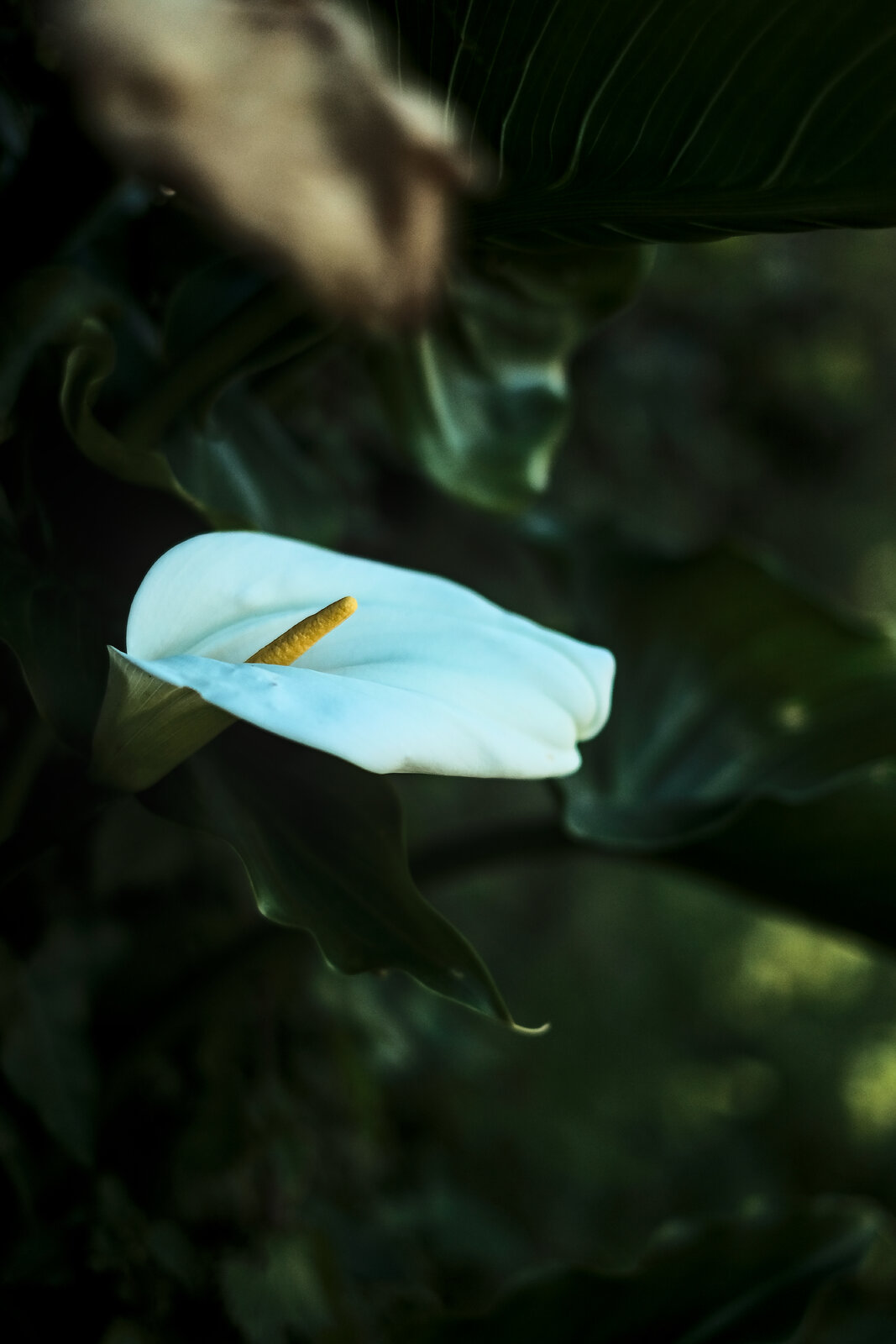Flores_03.jpg