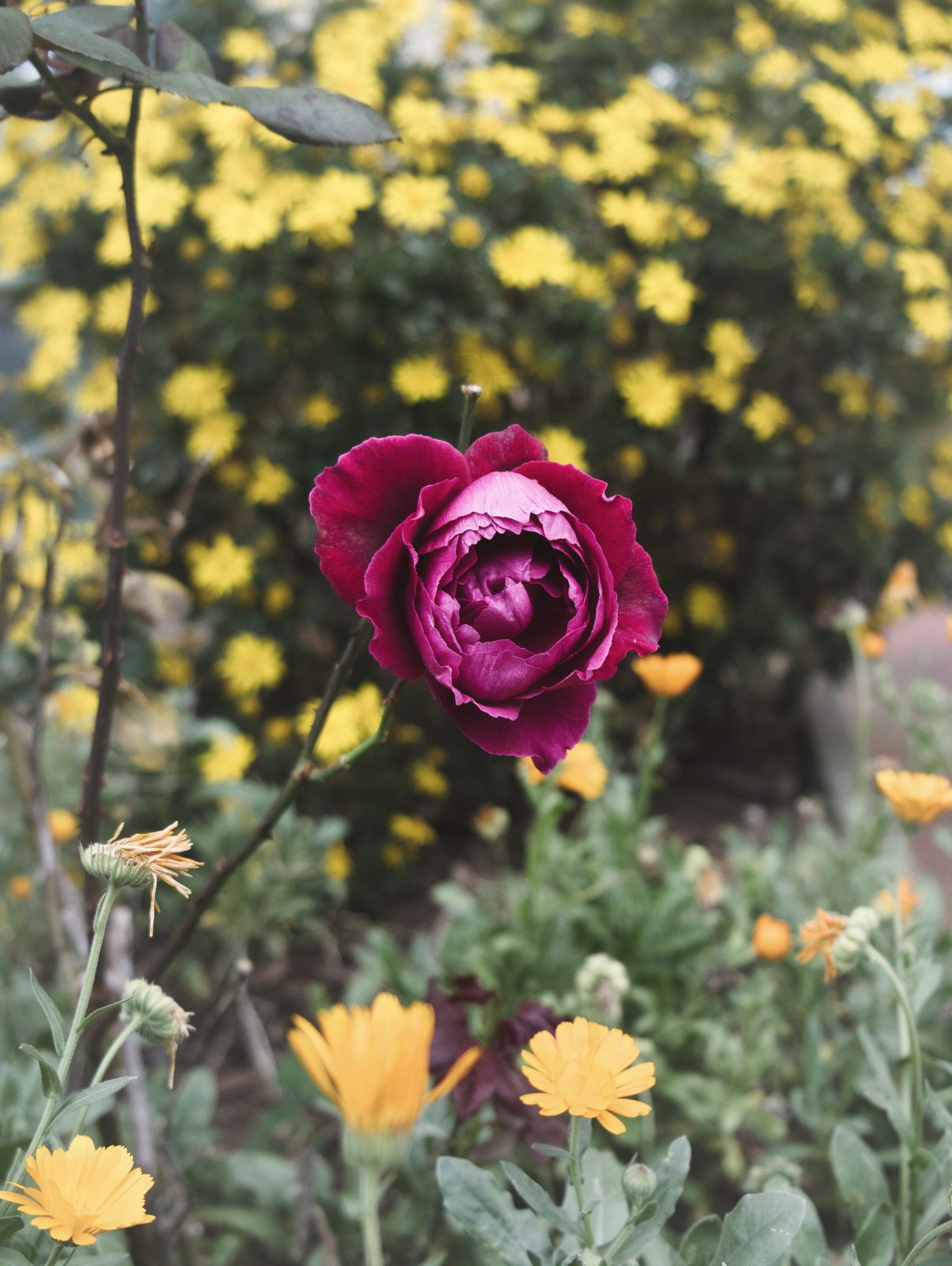 Flower power_Alolo García.jpg