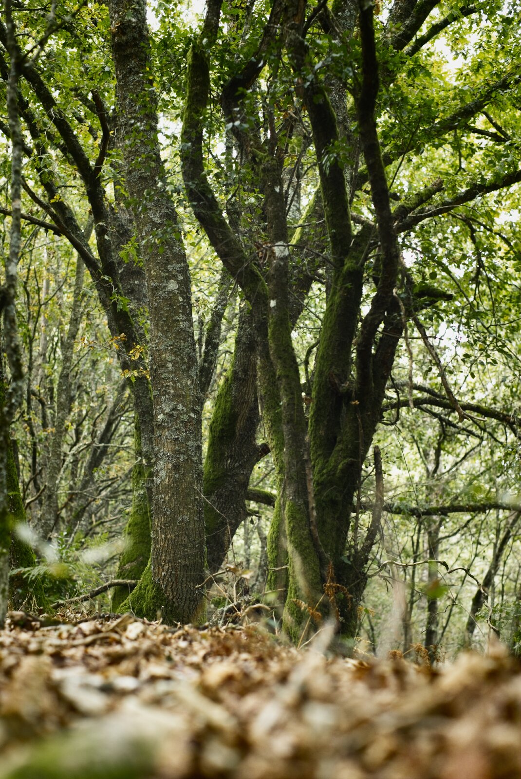 Forest_01.jpg
