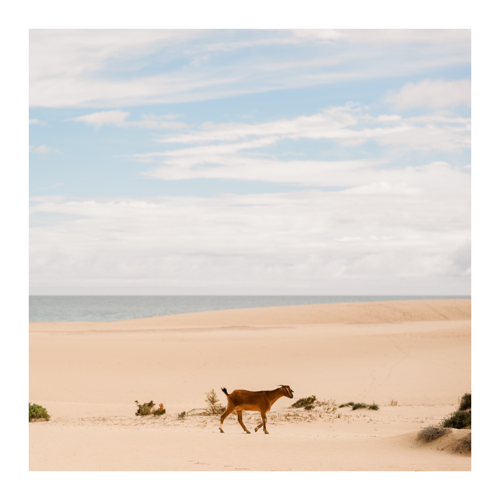 fotografo-fuerteventura-corralejo-playa-cabra-marron-pasto-arena-cielo.jpg