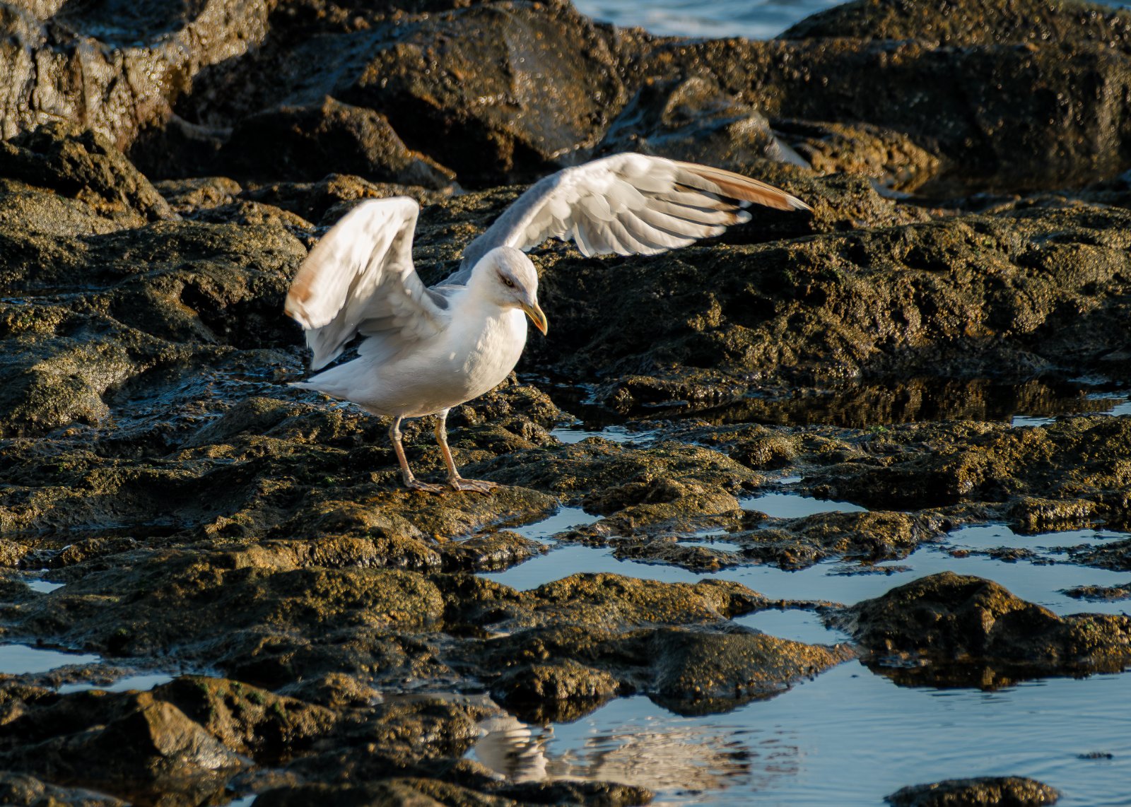 Fujinon 70-300mm 202509-5.jpg