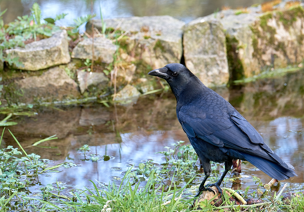 Corvus corone (corneja)