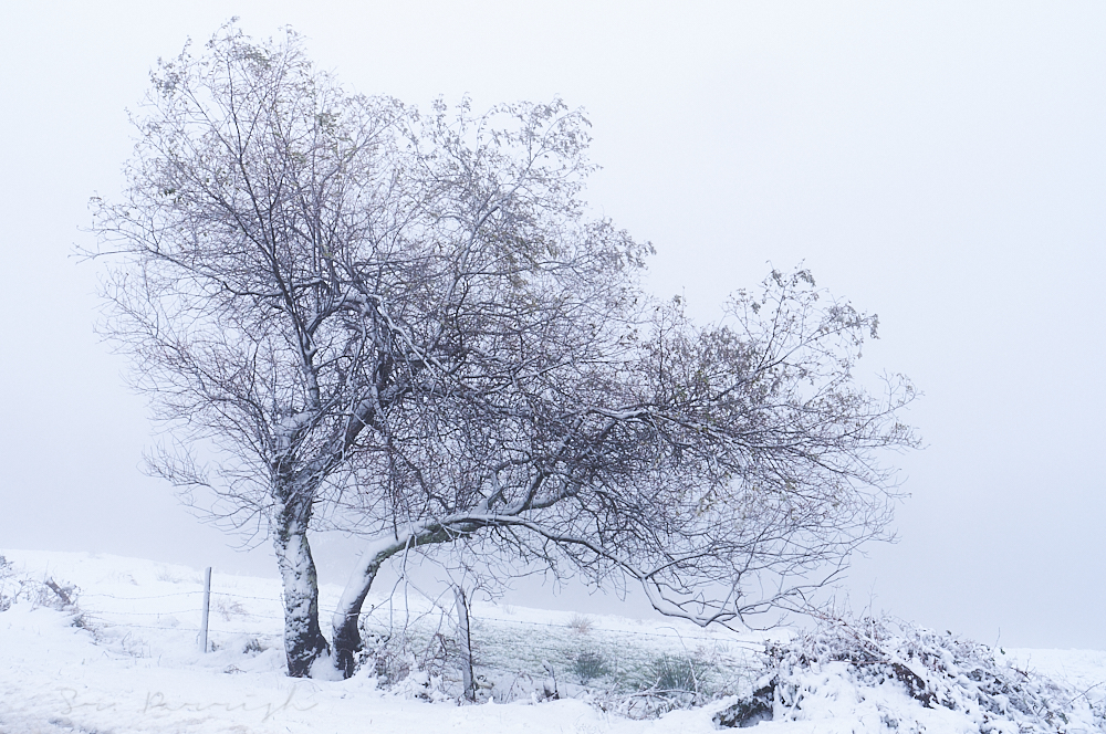 Paisaje invernal II