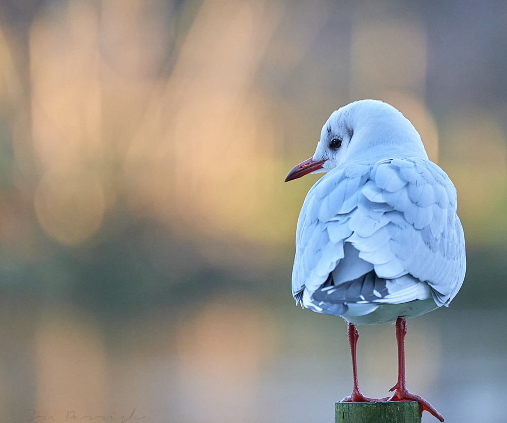 Chroicocephalus rudibundus (gaviota reidora)