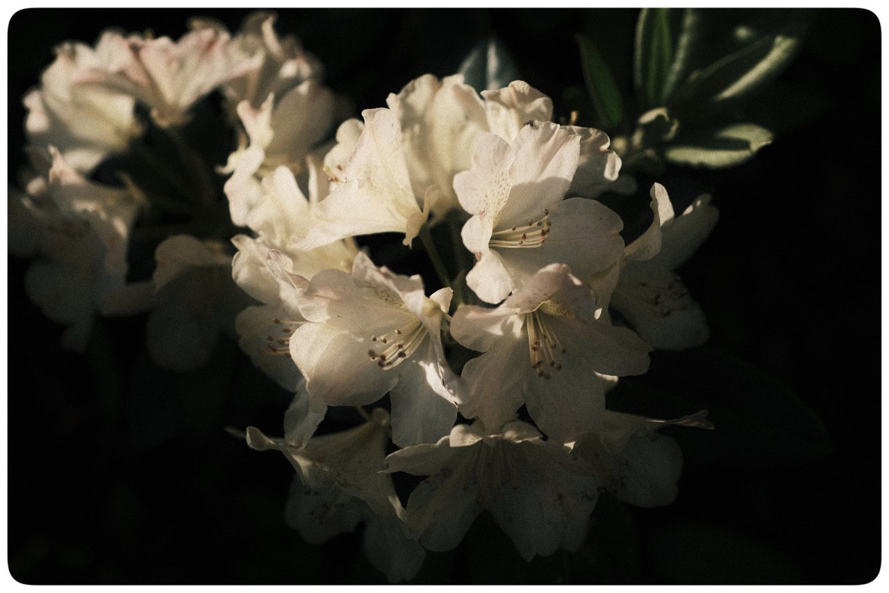 Rododendros de la abuela