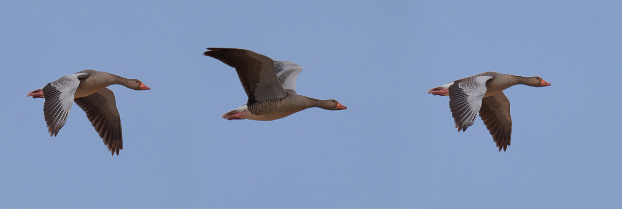 Ansar común en vuelo