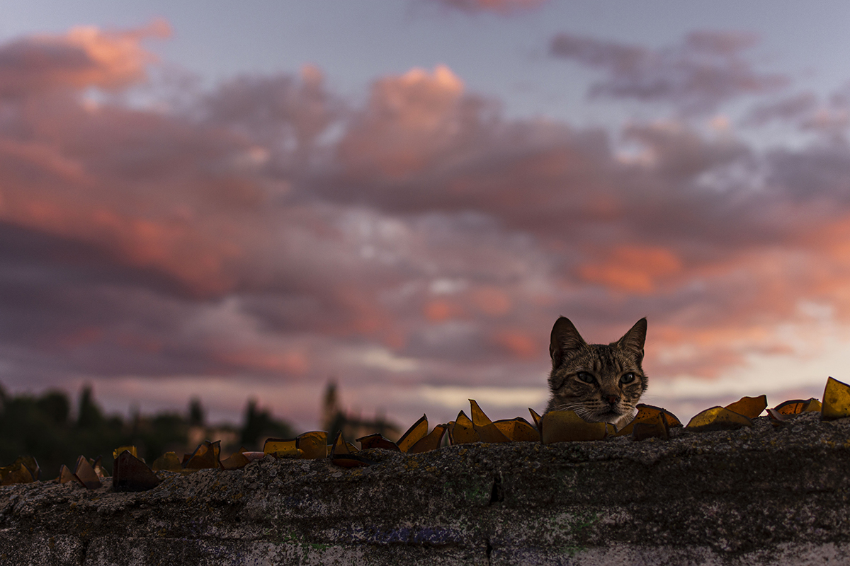 Gato granadino