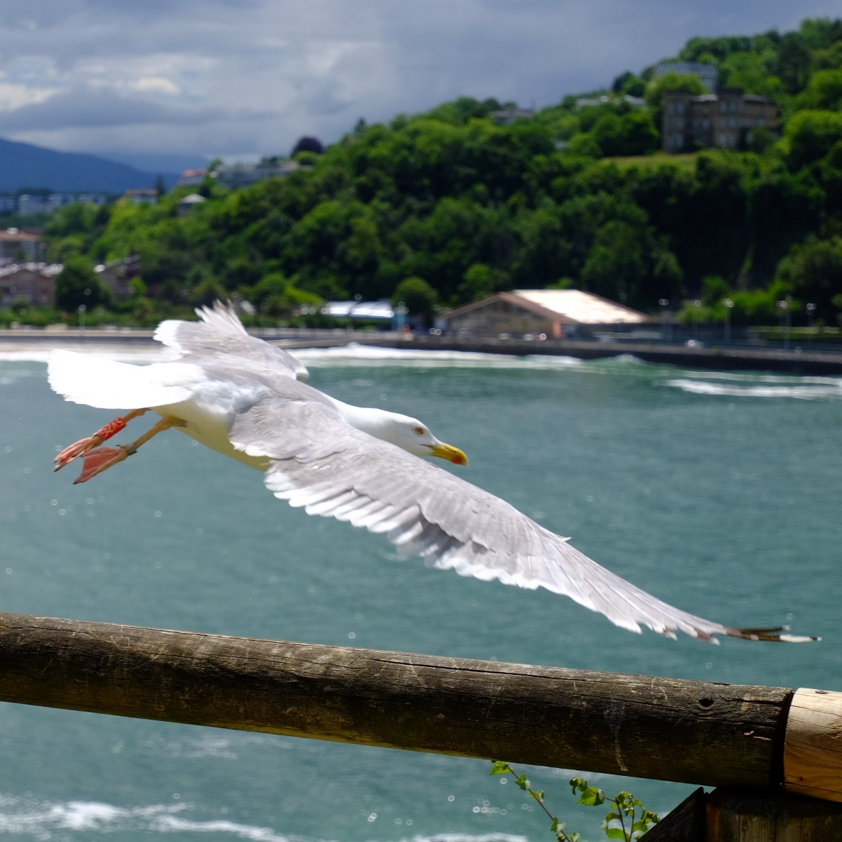 Gaviota (anillada)