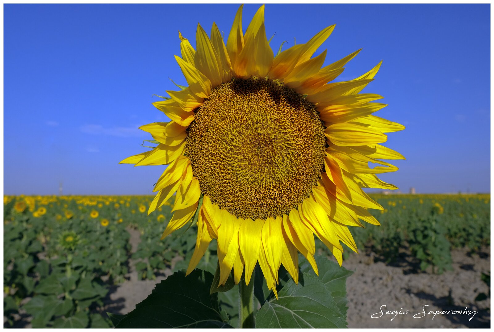 Girasol.jpg