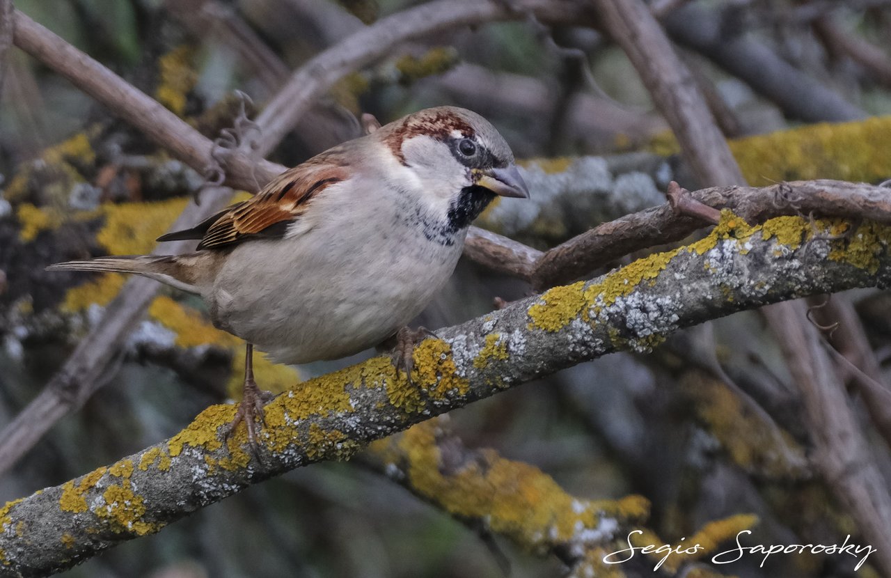 Gorrión común (Passer domesticus)