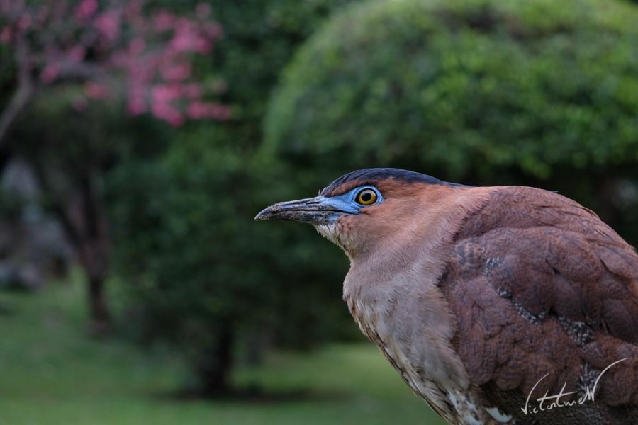 Gorsachius melanolophus.JPG