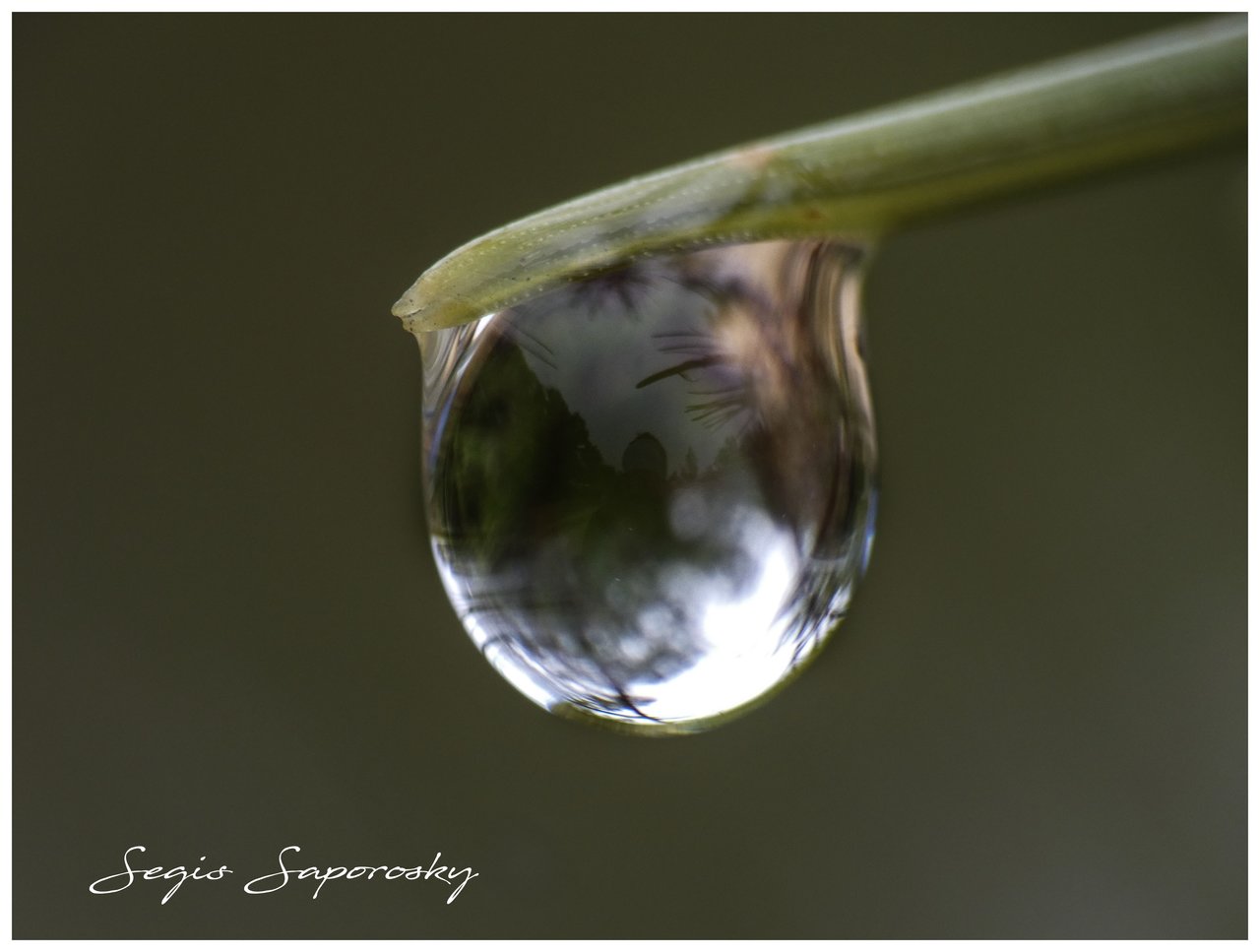 gota sobre acícula.jpg