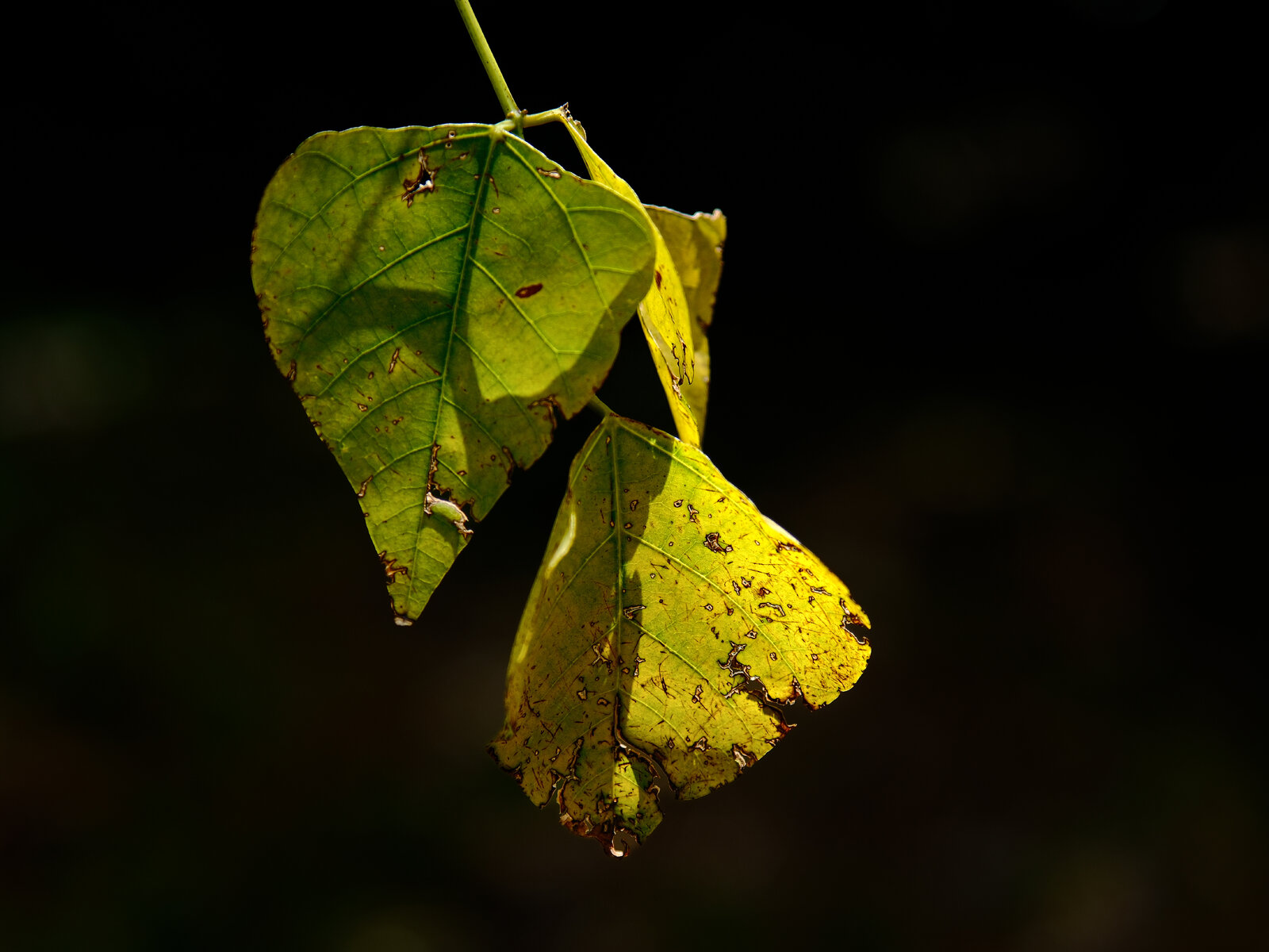 hoja-2.jpg