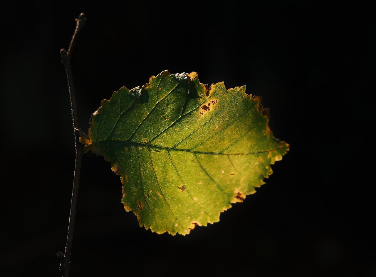 hoja verde.JPG