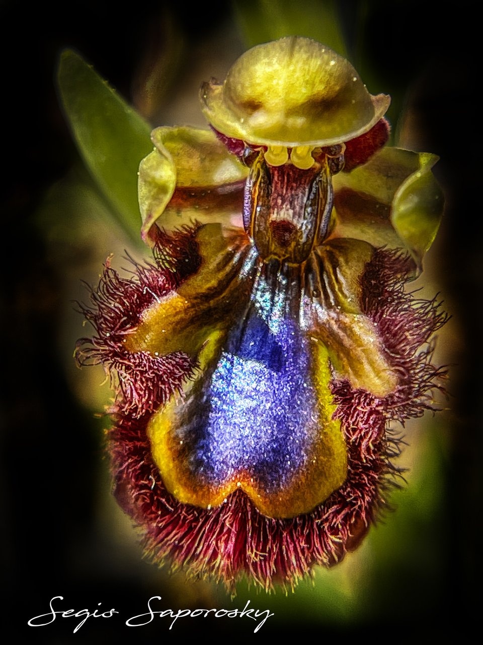 Orquídea silvestre espejo de Venus