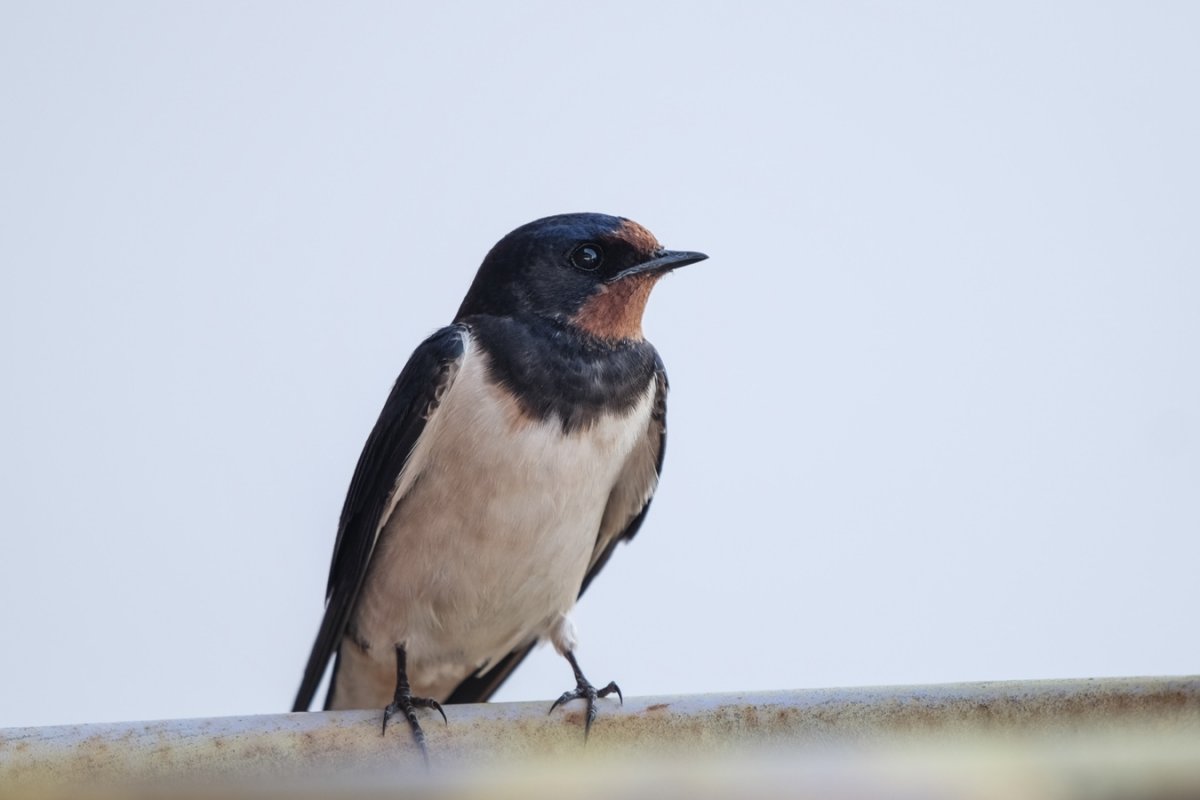 Golondrina