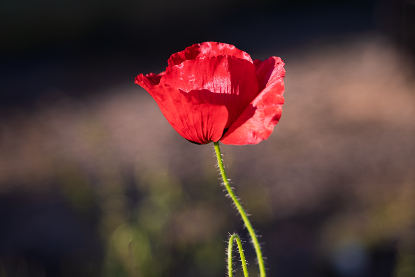 IMG_1984.jpeg