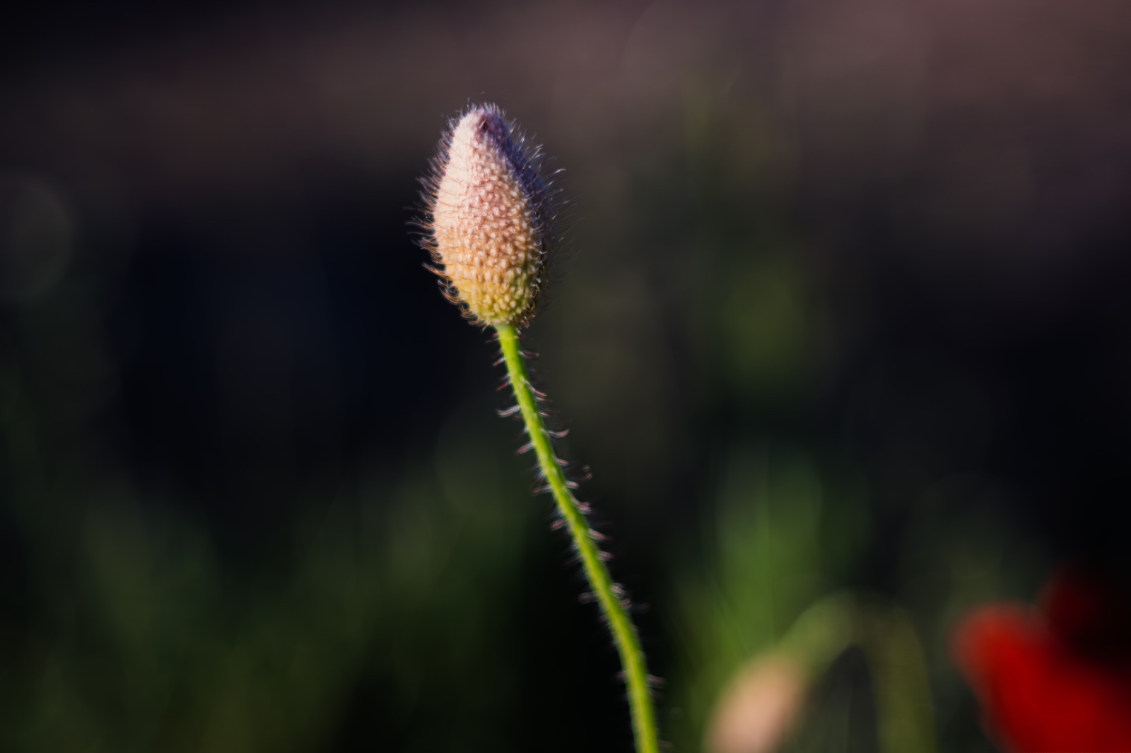 IMG_1989.jpeg