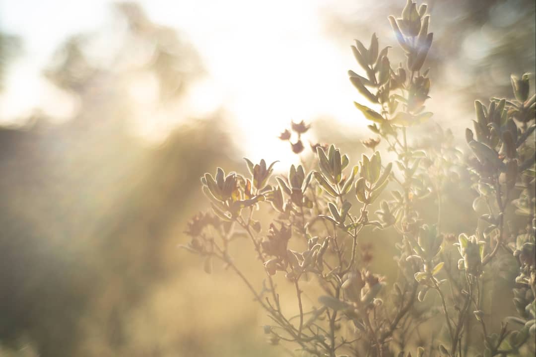 7artisans 35mm f1.2 , Xt2 y naturaleza.