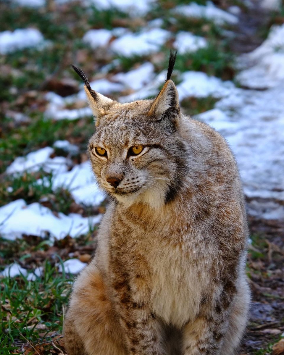 Lince boreal