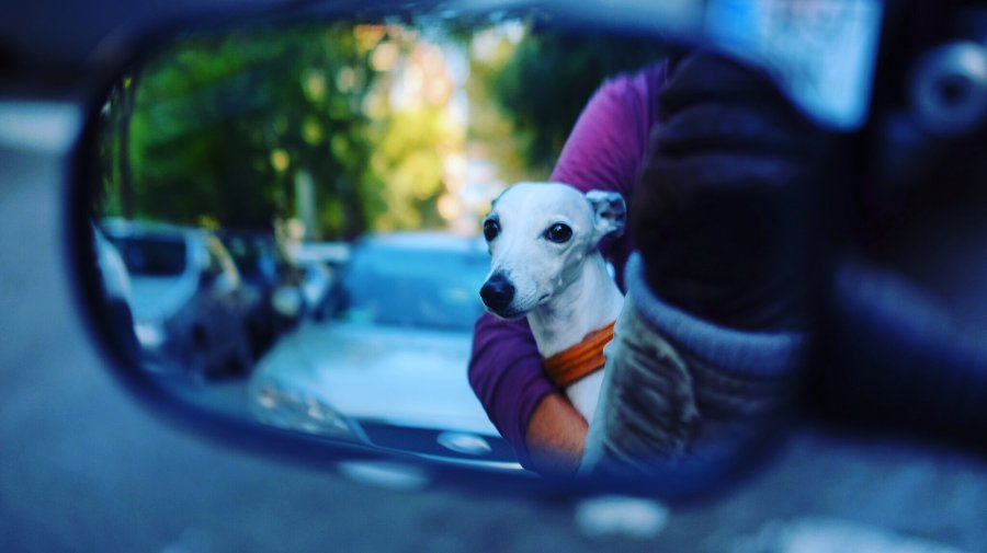 Whippet on board