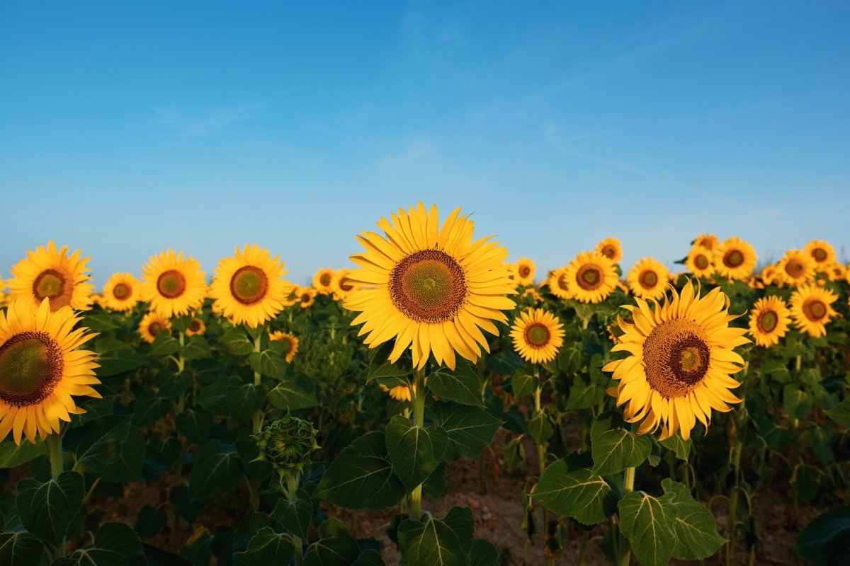 Girasoles