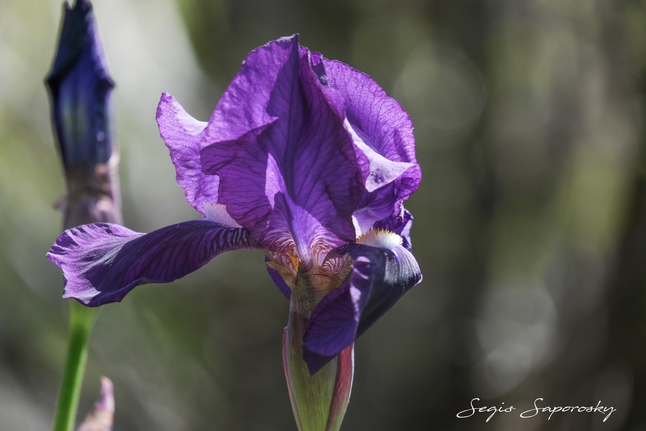 Iris germanica 1.jpg