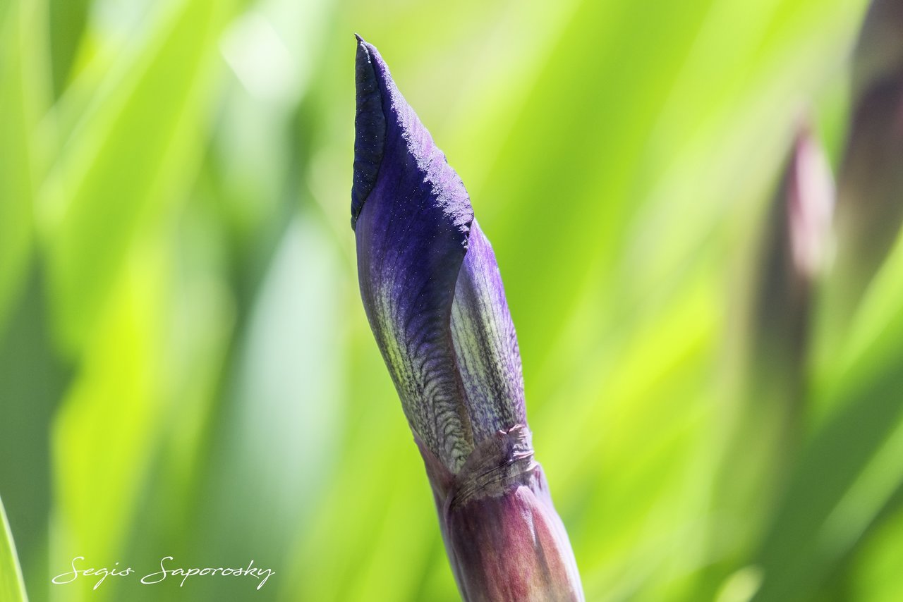 Iris germanica.jpg