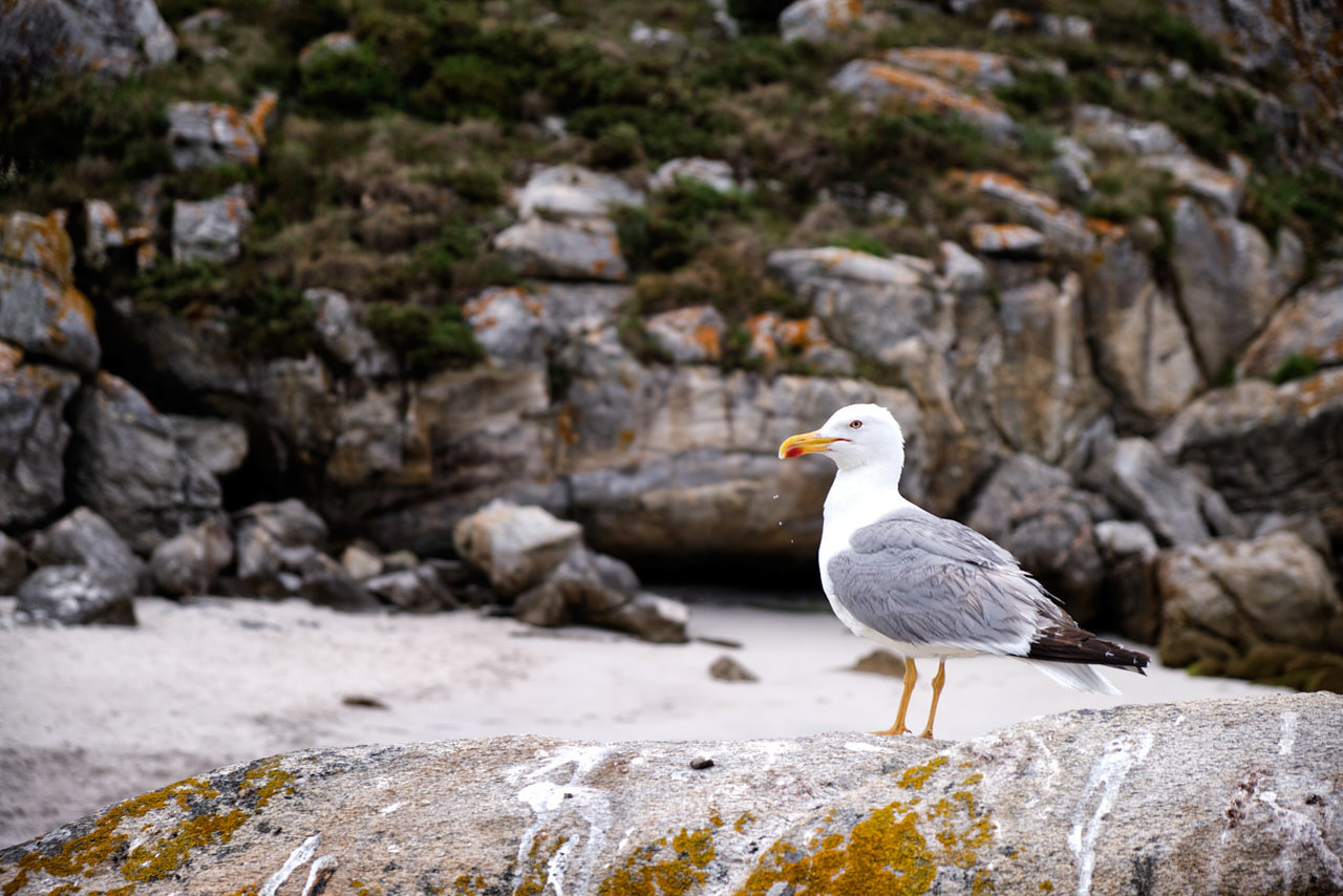 Gaviota de patas amarillas