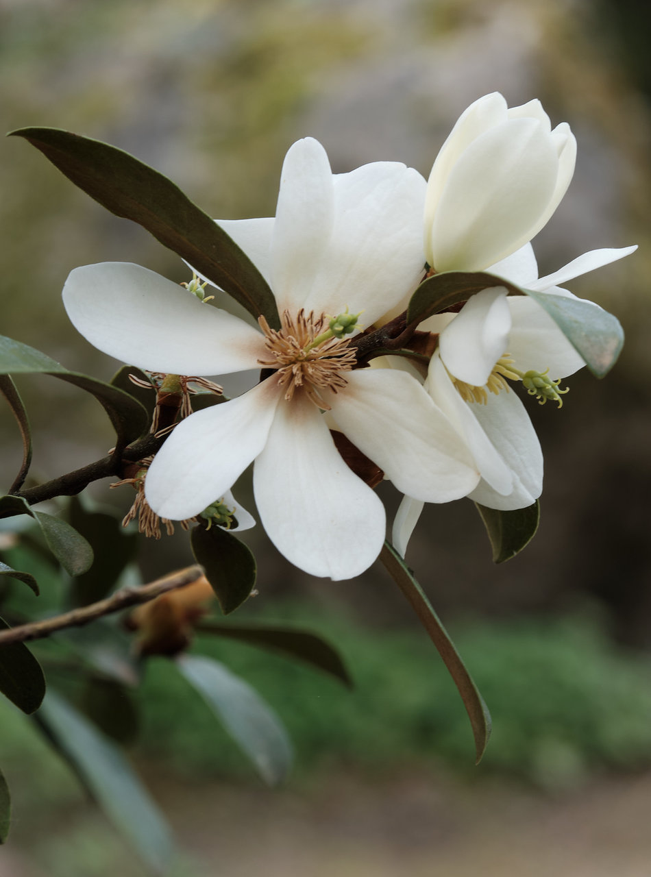 Jardín Botánico054 8 1-40 160.jpg