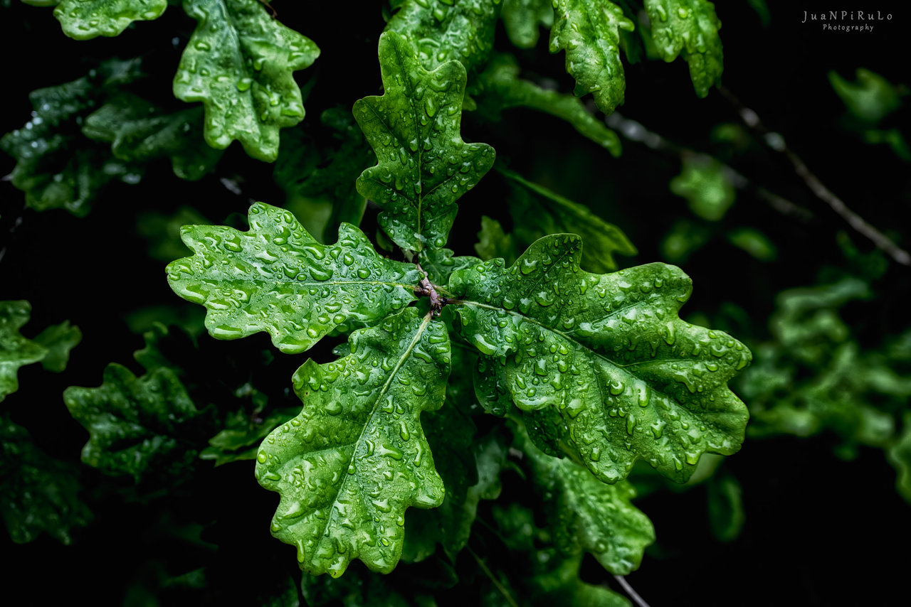 Hoja de roble