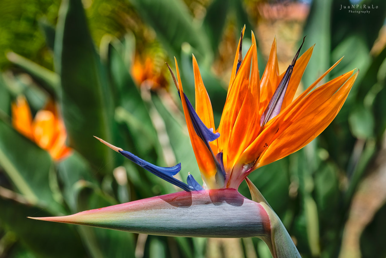 Strelitzia o Ave del Paraiso