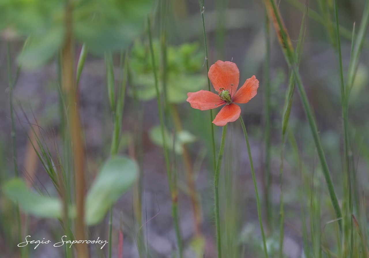 La amapola macho (Papaver argemone)