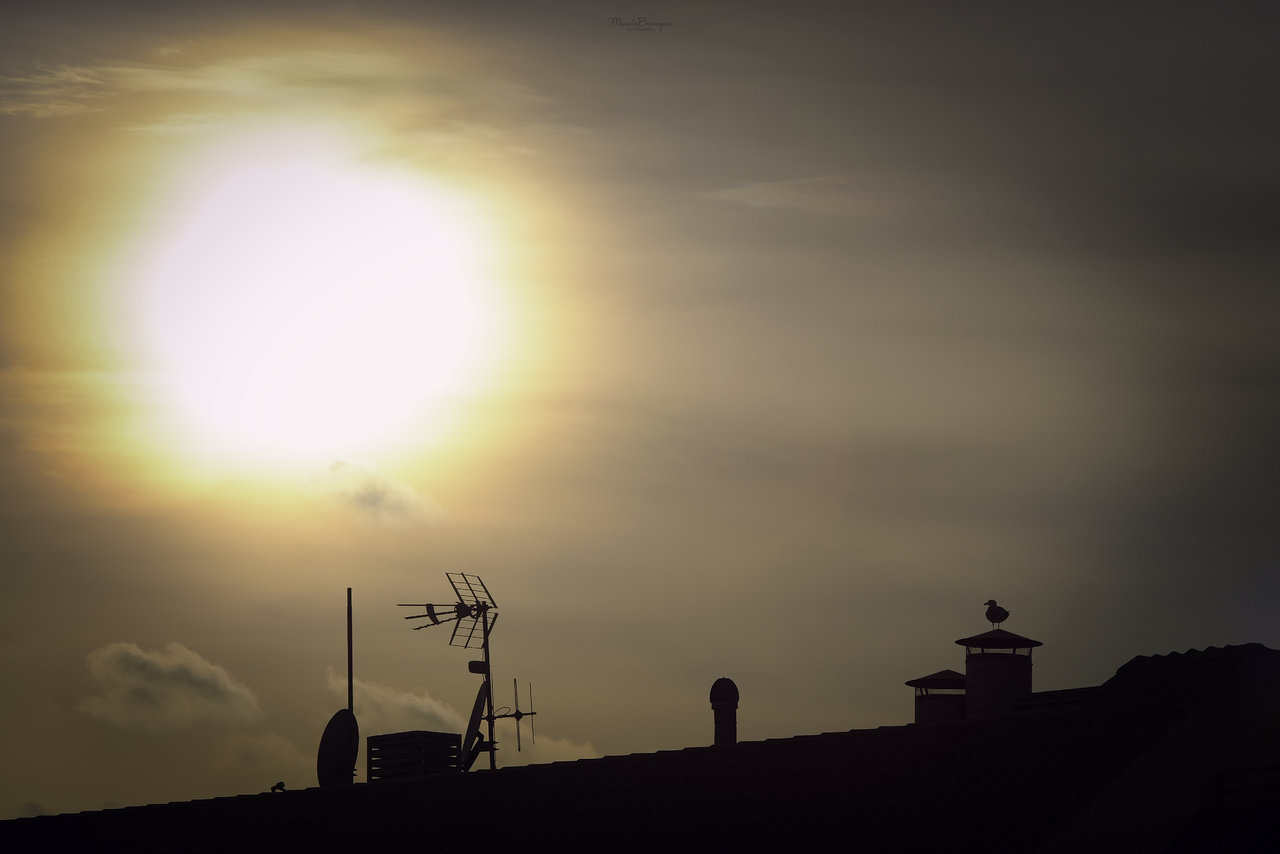 La gaviota se despide del sol cuando se va a dormir.