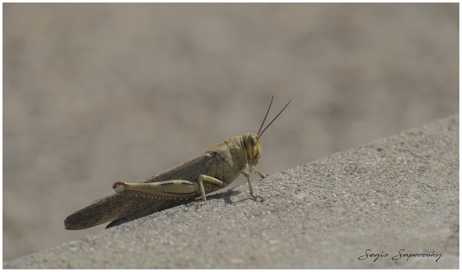 Langosta Egipcia.jpg