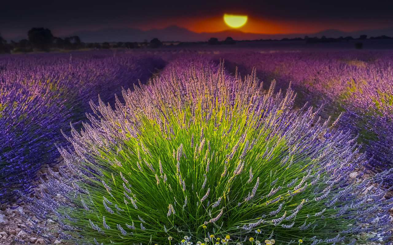 Lavanda-84_1.jpg