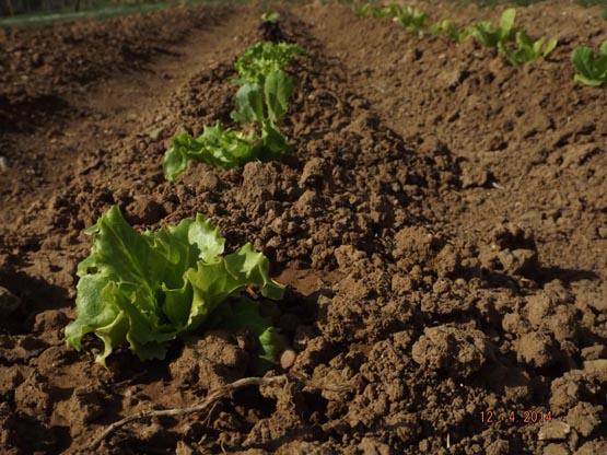 El nacimiento de los alimentos