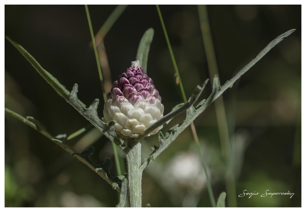 Leuzea conifera.jpg
