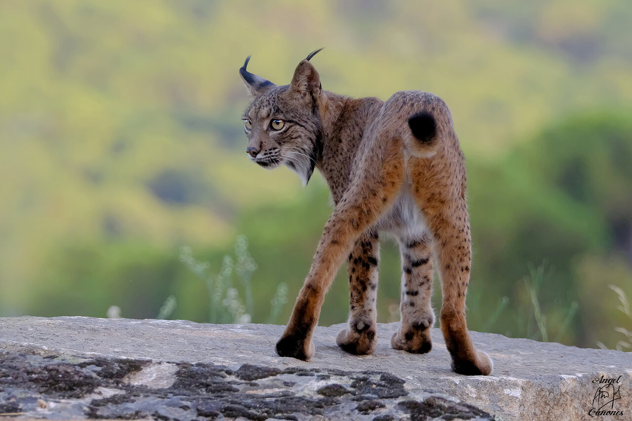 Lince GC-02.jpg