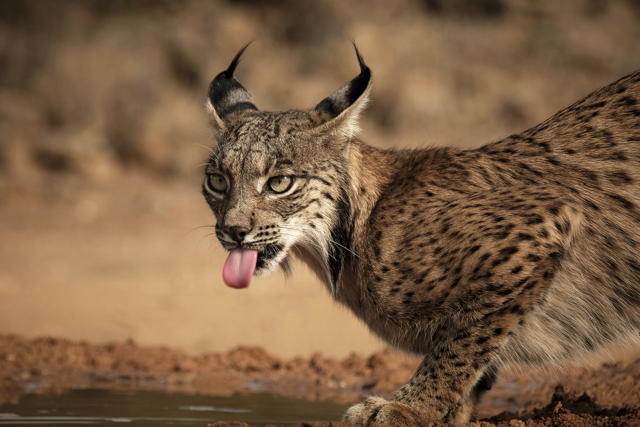 En tierra de linces (Ciudad Real)