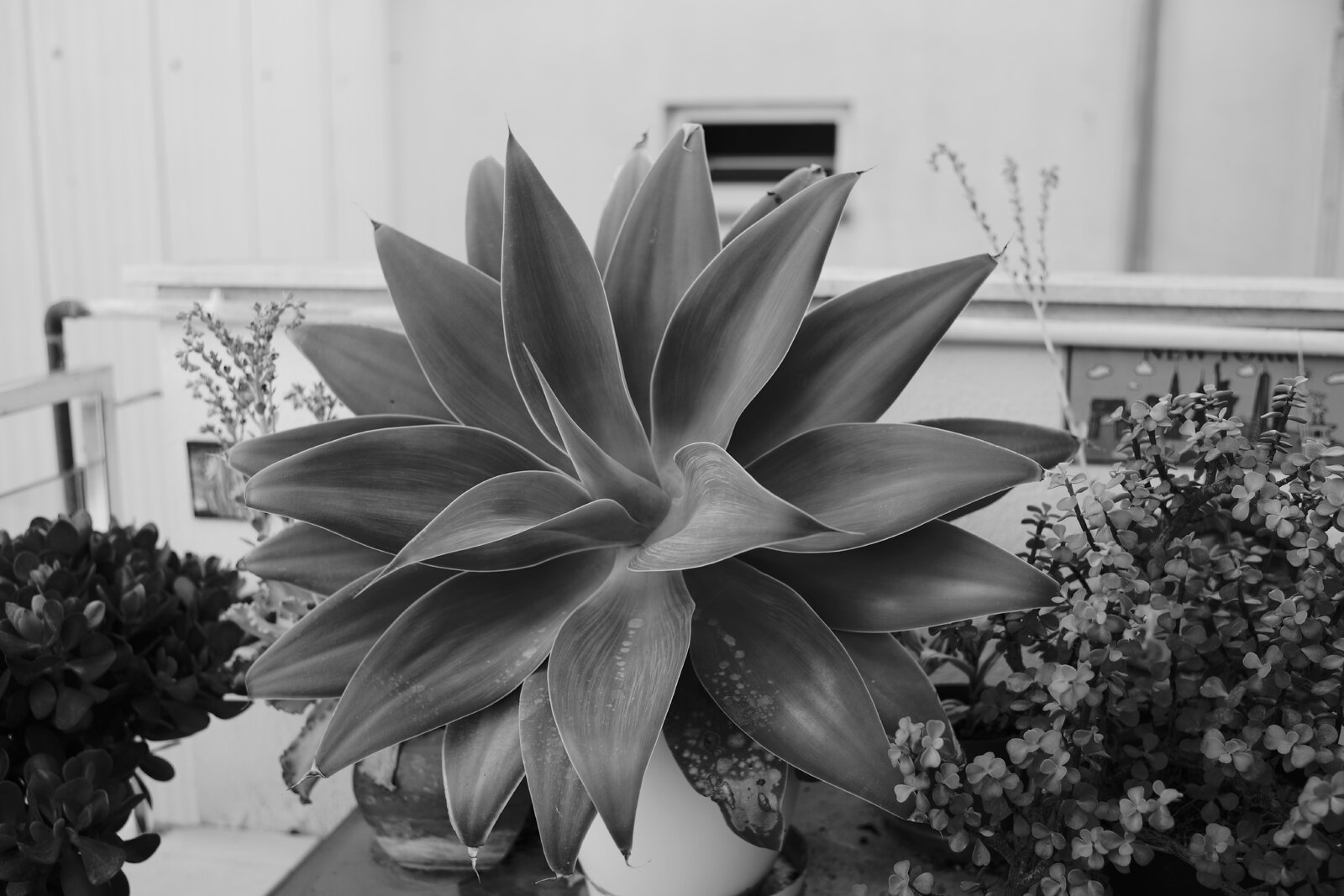 LM100700.JPG