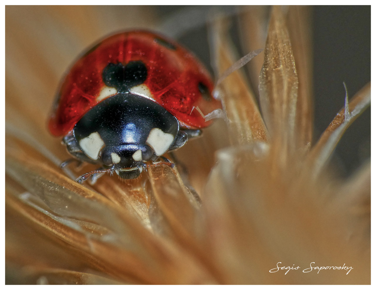 Mariquita, macro