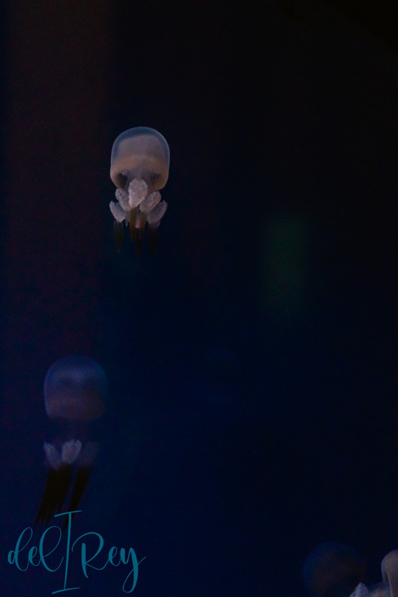 medusas (1 de 1)-8.jpg