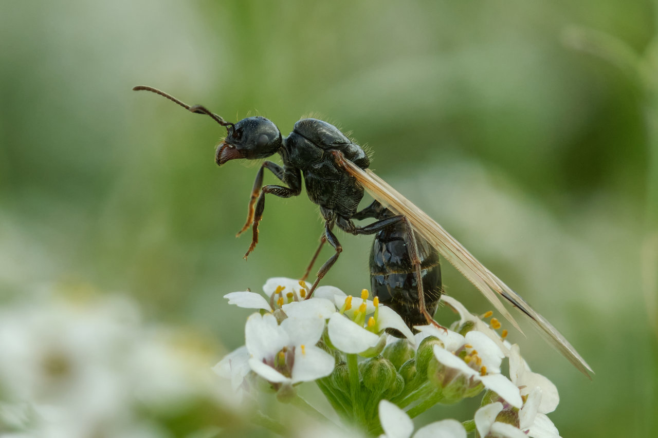 Messor barbarus reina_Ismael Martínez Marí.jpg