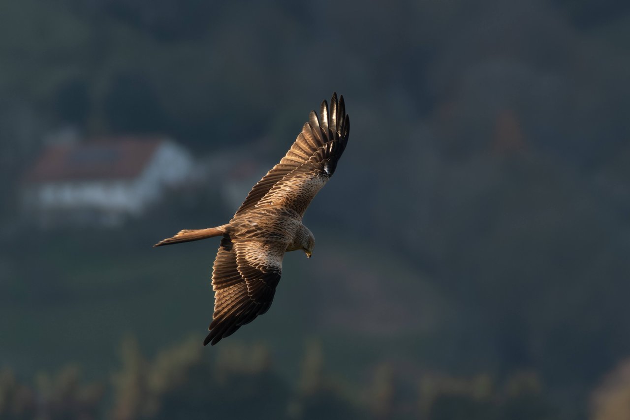 El vuelo del milano