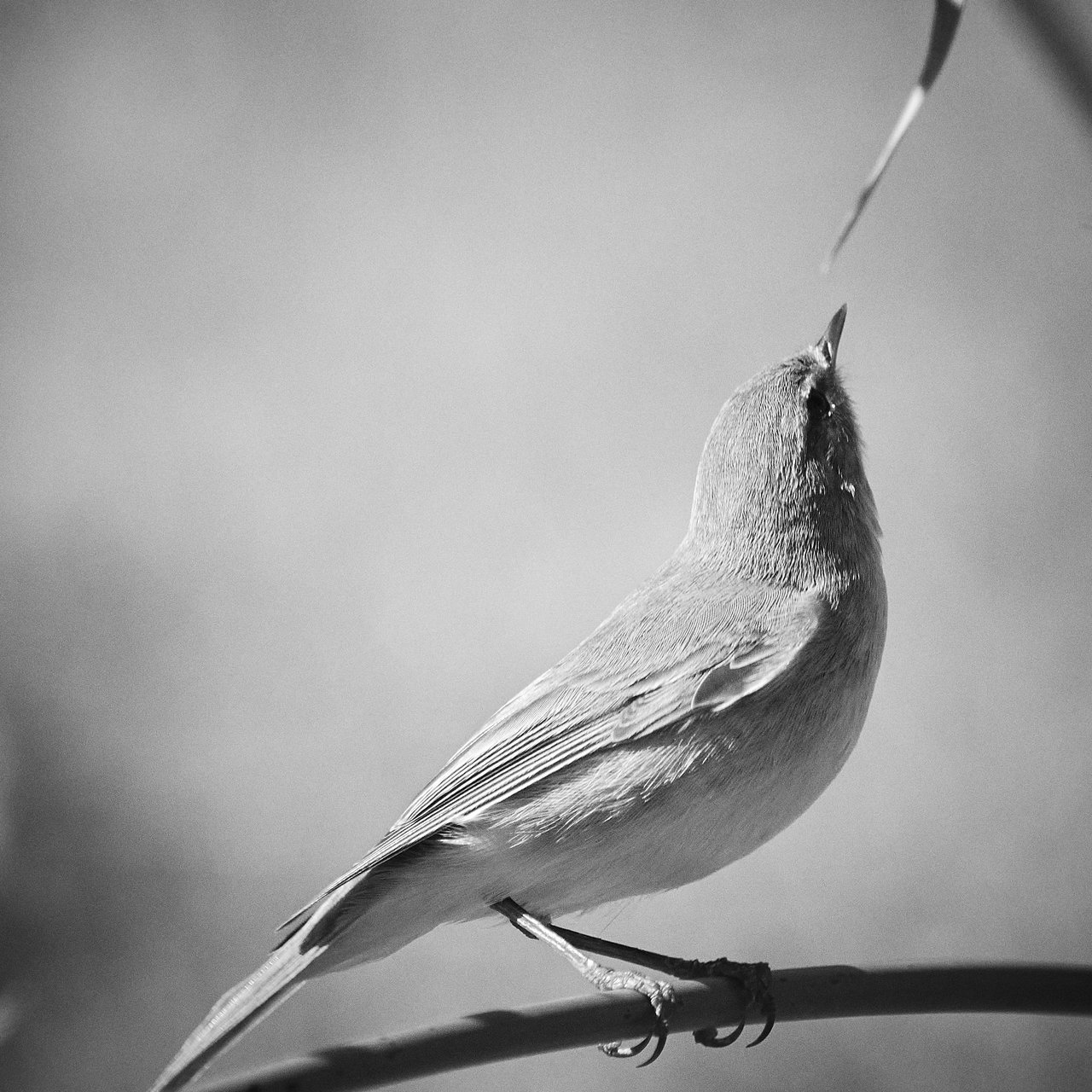 Mosquitero sp.