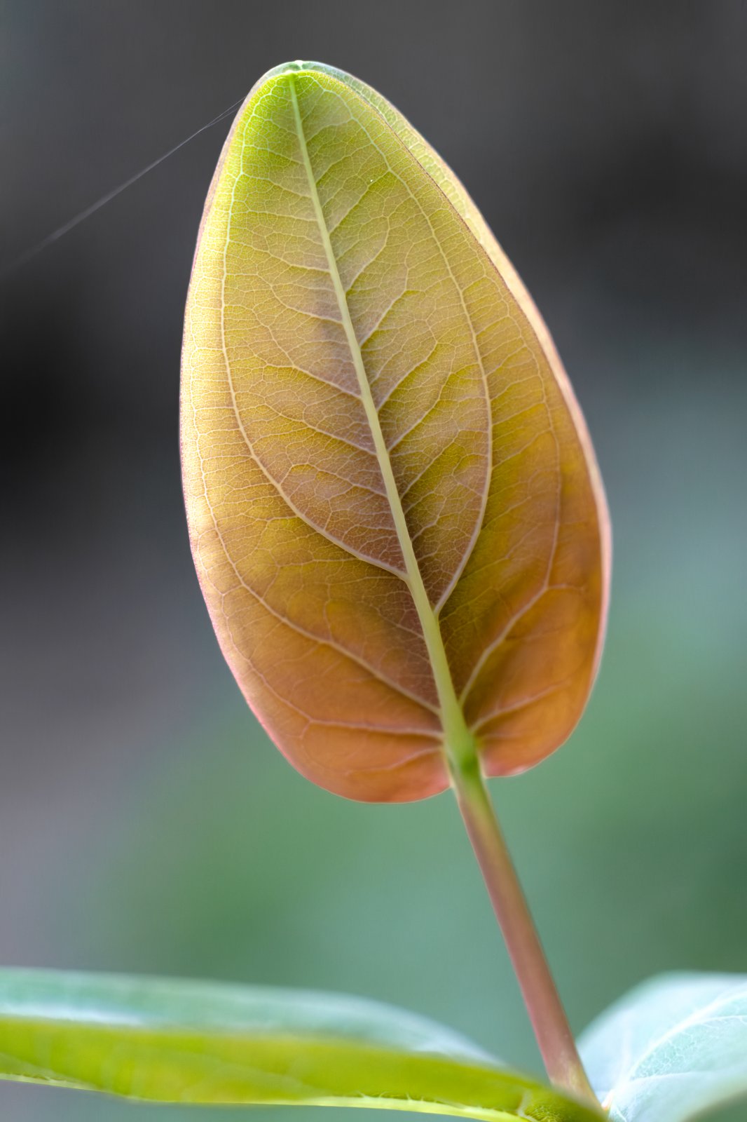 Nikon 55mm f3_5-6.jpg
